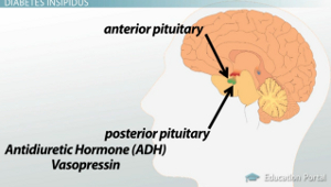 Diagrama de ADH de la hipófisis posterior