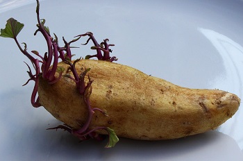 patata