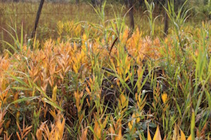 Hierba de la pradera