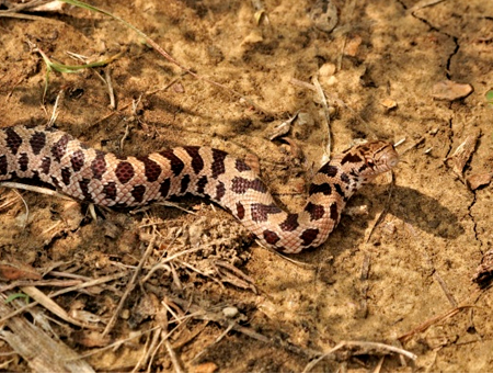 Una imagen de la serpiente rey de la pradera