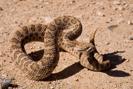 Fotografía en color de una serpiente de cascabel de la pradera.