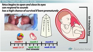 Tasa de supervivencia de nacimientos prematuros