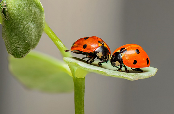consejo de mariquitas