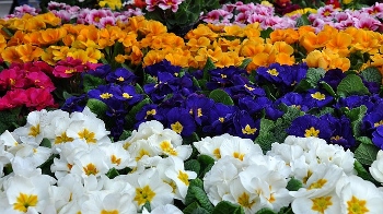 Las prímulas pueden ser azules u otros colores.