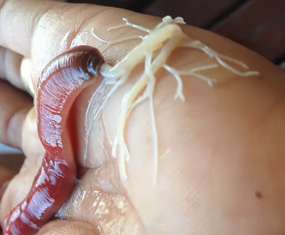 Un gusano de probóscide rojo y viscoso expulsa una probóscide blanca grande y ramificada sobre la yema del pulgar de una mano humana.