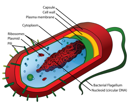 Esta imagen describe la estructura general de una célula procariota. Muestra las capas externas a su región nucleoide.
