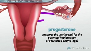La progesterona prepara la pared uterina