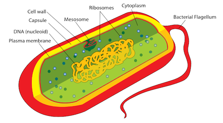 Una ilustración de la estructura de una célula bacteriana, mostrando su nucleoide.
