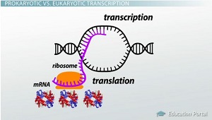 Transcripción procariota