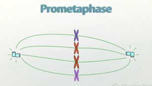 Ilustración de la prometafase
