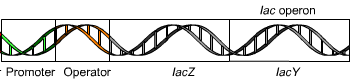 Dibujo de una espiral de ADN con la región promotora seccionada y etiquetada.