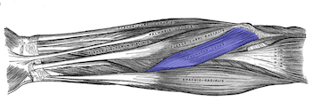 Músculos del brazo