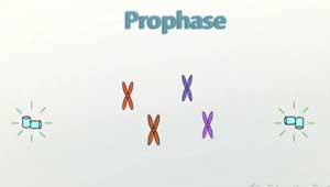 Ilustración de profase