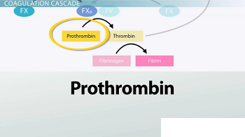 Protrombina