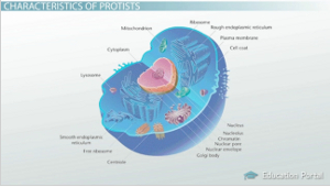 Estructura de la célula protista