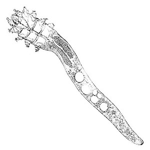 demodex