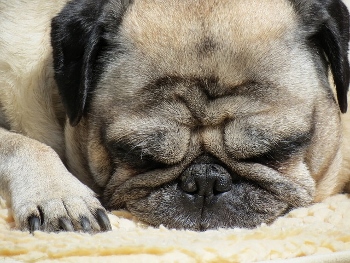 Los pugs son propensos a revertir los estornudos.