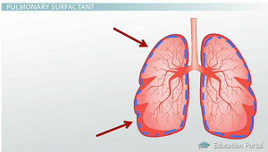 Tensioactivo pulmonar