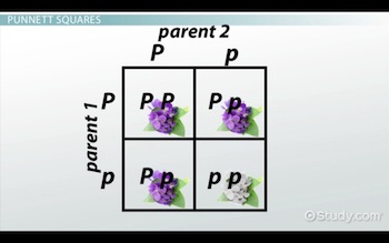 ejemplo de cuadro de Punnett con blanco y morado