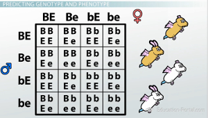 Punnett Square y fenotipos