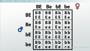 Genotipos de Punnett Square