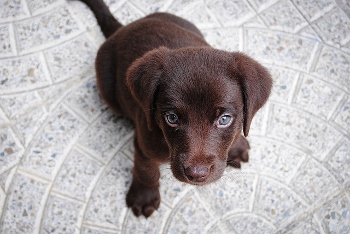 Perro perdiguero de labrador chocolate