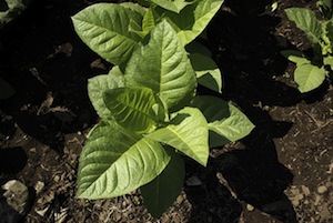 plantas de tabaco