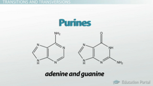 Tipos de purina