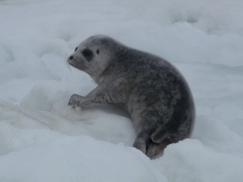 cría de foca anillada