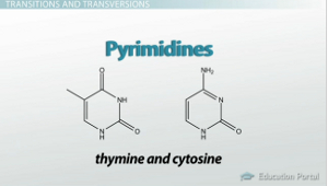 Tipos de pirimidina