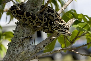 Python en un árbol
