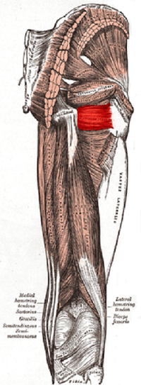 Cuadrado femoral resaltado