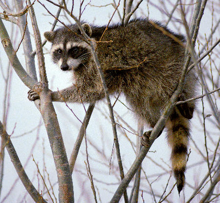 Fotografía colorida de un mapache en un árbol