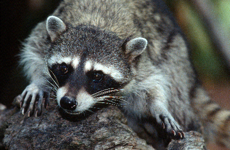 Fotografía colorida de un mapache