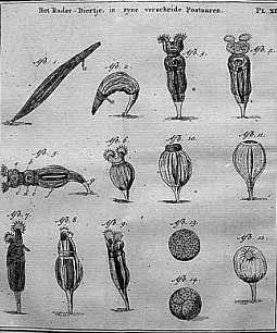 Van Leeuwenhoek