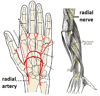 arteria radial y nervio