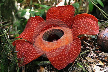Flor de cadáver o Rafflesia arnoldii