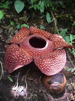 Flor de Rafflesia