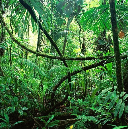 Una fotografía de una selva tropical.