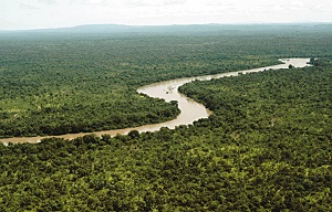 La selva tropical es un hotspot de diversidad biológica