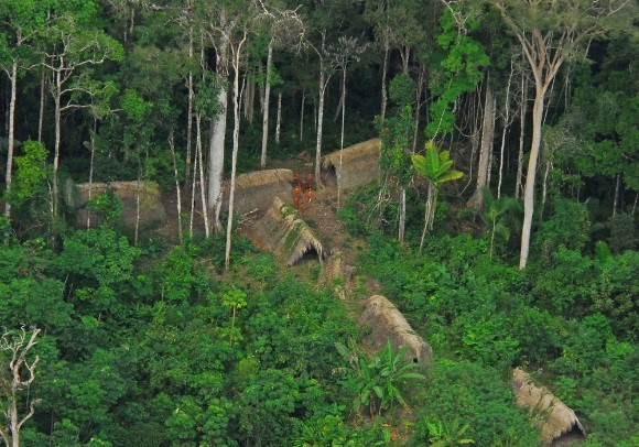 imagen de la selva 3