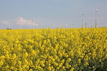 Las semillas de colza se utilizan para crear biocombustibles