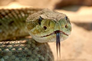 serpiente de cascabel