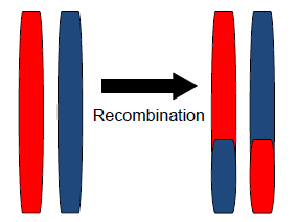 recombinación