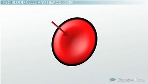 Glóbulos rojos sin núcleo