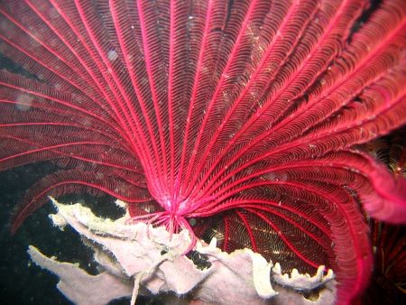 crinoideo rojo unido a la roca