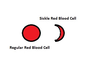 Glóbulos rojos normales