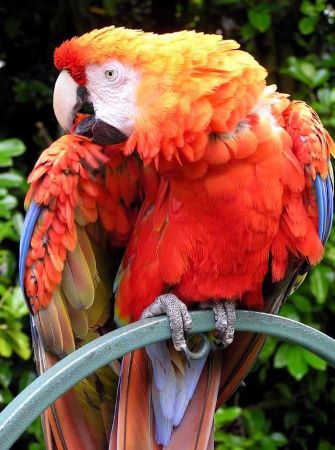 Foto de una guacamaya roja en una rama.