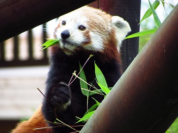 Imagen de un panda rojo comiendo hojas de bambú