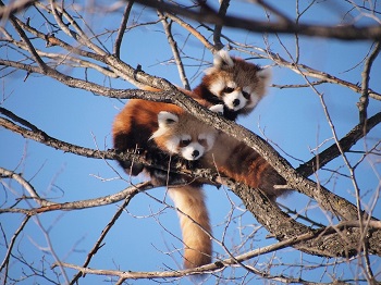Imagen de pandas rojos en árboles